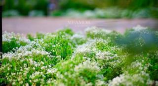 DD Hospitality - Mi Amor Da Lat - Da Lat - 7