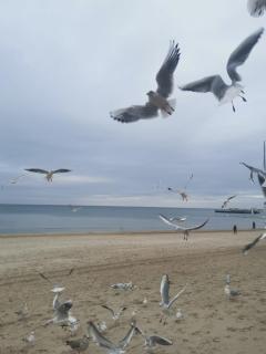 Apartamenty rodzinne przy plaży - 8