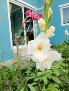 บ้านเพื่อนโฮมสเตย์ - 1