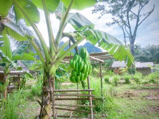 Khaosok Eco House - 5