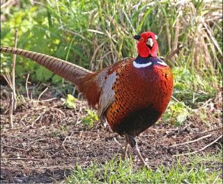 Primrose 19-Woodland Lodges-Carmarthen-Pembroke - 8