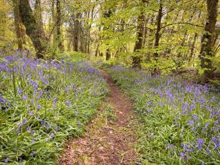 Primrose 19-Woodland Lodges-Carmarthen-Pembroke - 4