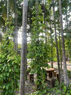 Nhà Sen Phước Hải - 2