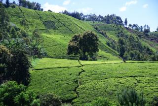 Tea-farm cottage by Aberdare forest river - 2348 - 5