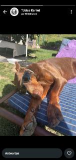 Heviz Holiday House - Hévíz - 7