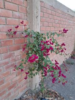 Alpinas Natural Suites - 2