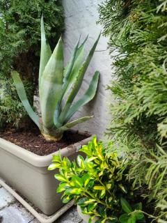 SOLO COSE BELLE! A due passi dal Bernina Express! - 3