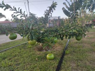 Chácara Velho Chico - in the city - near the river - 1