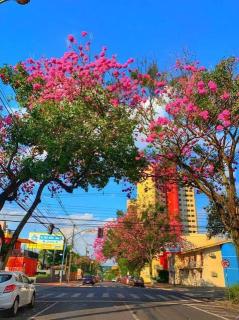 Will Guest House - 5