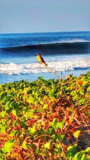 Sea Garden Mizata - 5