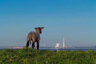 Ferienlandhaus Tossens - 7