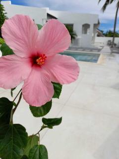 Movida Inn Aruba - 8