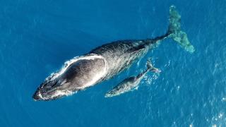 Port de saint leu location Bateau avec skyper 2H o693-40-58 - 8