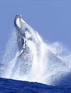 Port de saint leu location Bateau avec skyper 2H o693-40-58 - 7