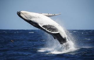 Port de saint leu location Bateau avec skyper 2H o693-40-58 - 1