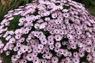 Seaside house for families with children Cove Skozanje, Hvar - 4039 - 8