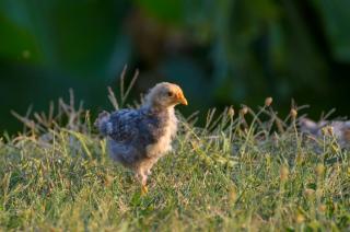 Agriturismo valsiniga - Your indipendent country Villa into a natural park, with a stunning view, private garden and above ground pool in exclusive for you and your family! - 4