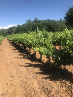 Le Clos Madame - Le Jardin - 1