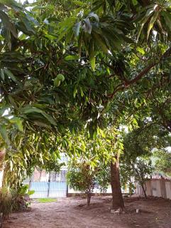 Entre Mangos y Tucanes - 1