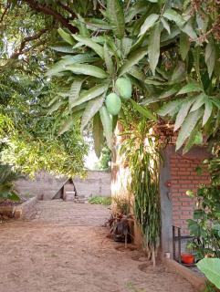 Entre Mangos y Tucanes - 1