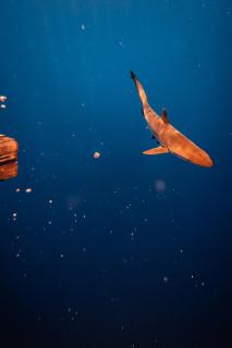 Fuvahmulah Tiger Shark Diving Stay - 4