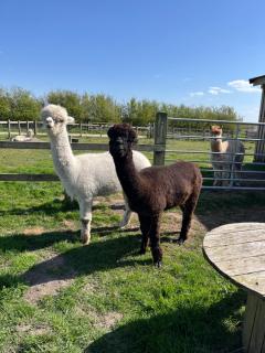 Mill House Farm Pods - Mallard View - 1