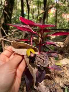 Chalé Floresta Amada - 5