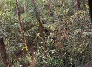 Chalé Floresta Amada - 7