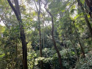 Chalé Floresta Amada - 1