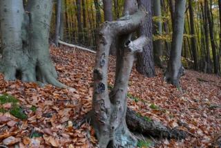 Ferienhaus nahe Stechlinsee - 2