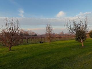 Agriturismo Il Ceraseto da Tomasi - 4