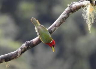 Cloud Forest Villas- Eco Lux - All Inclusive - 7