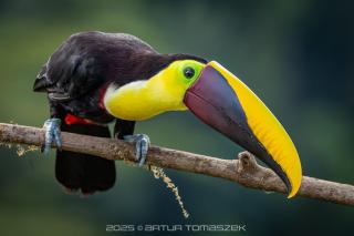 Cloud Forest Villas- Eco Lux - All Inclusive - 5