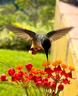 Cloud Forest Villas- Eco Lux - All Inclusive - 3