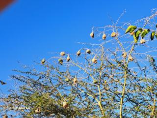 Habibi acomodação - 9