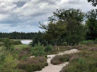 Comfortabel boshuisje in de Oisterwijkse bossen - 4