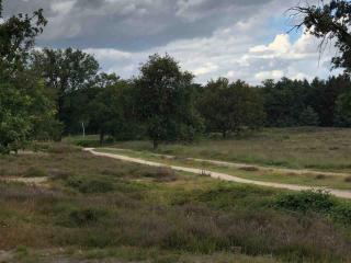 Comfortabel boshuisje in de Oisterwijkse bossen - 1