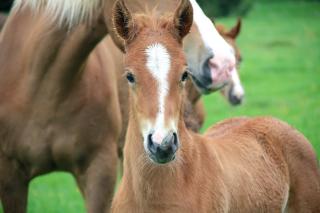 Appartement au coeur de la nature - 1