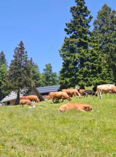 Cabin on Kobilica - 1