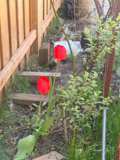 Hespeler Haven Hideaway - 8