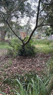 Santa Monica Maldonado - 7