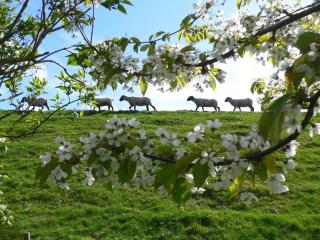 Holiday home with 5 bedrooms - 3