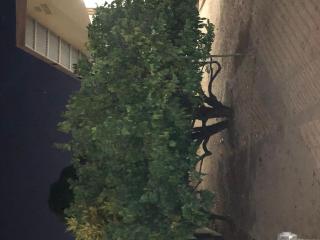 Logerthine Jan au Suriname - 4