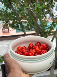 Resort Ideal Forest - 3