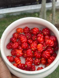 Resort Ideal Forest - 2