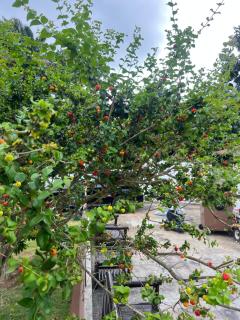 Resort Ideal Forest - 1