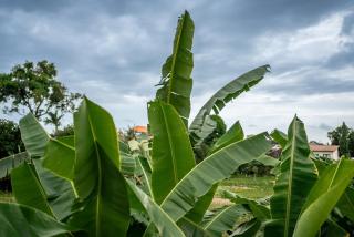 Villa Amara by Unicorn Villas Bali - 3