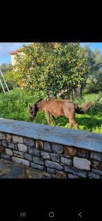 Galini Stone House - 3