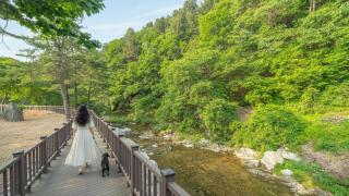 Gapyeong Yumyeongsan Gomone pet Camping - 4