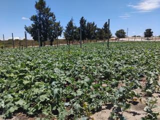 Magic Flame farm - 2